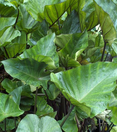 Elephant Ear Coffee Cups
